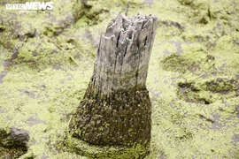 Khai quật khẩn cấp bãi cọc vừa phát lộ tại ngã ba sông ở Hải Phòng